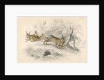 Rabbits by Anonymous