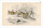 Rabbits by Anonymous