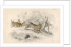 Rabbits by Anonymous