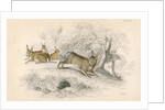 Rabbits by Anonymous