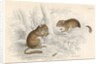 Common dormouse by Anonymous