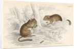 Common dormouse by Anonymous