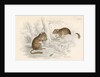 Common dormouse by Anonymous