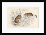 Common dormouse by Anonymous