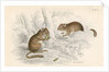 Common dormouse by Anonymous