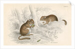 Common dormouse by Anonymous