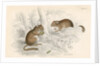 Common dormouse by Anonymous