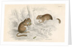 Common dormouse by Anonymous