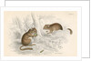 Common dormouse by Anonymous