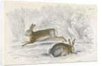 Two hares by Anonymous