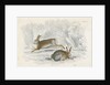 Two hares by Anonymous