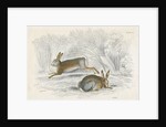 Two hares by Anonymous