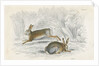 Two hares by Anonymous