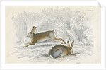 Two hares by Anonymous