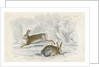 Two hares by Anonymous