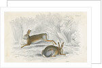 Two hares by Anonymous
