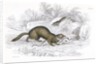 Polecats by Anonymous