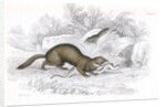 Polecats by Anonymous