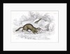 Polecats by Anonymous