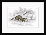 Polecats by Anonymous