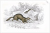 Polecats by Anonymous