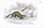 Polecats by Anonymous