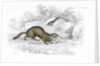 Polecats by Anonymous