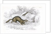 Polecats by Anonymous