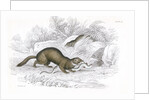 Polecats by Anonymous
