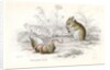 Harvest mice by Anonymous