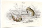 Harvest mice by Anonymous