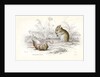Harvest mice by Anonymous