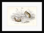 Harvest mice by Anonymous