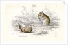 Harvest mice by Anonymous