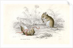 Harvest mice by Anonymous