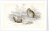 Harvest mice by Anonymous
