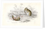Harvest mice by Anonymous