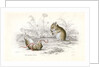 Harvest mice by Anonymous