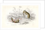 Harvest mice by Anonymous