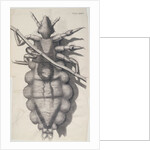 Louse on human hair by Anonymous