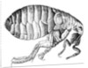 Flea by Anonymous