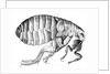 Flea by Anonymous
