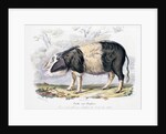Old English breed of pig by Anonymous