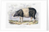 Old English breed of pig by Anonymous
