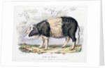 Old English breed of pig by Anonymous