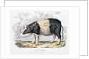 Old English breed of pig by Anonymous