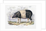 Old English breed of pig by Anonymous