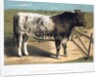 Shorthorn Bull 'Ironclad' by Anonymous