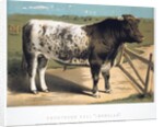 Shorthorn Bull 'Ironclad' by Anonymous