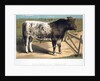 Shorthorn Bull 'Ironclad' by Anonymous